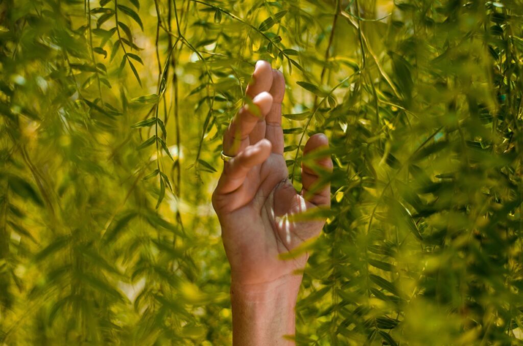 A hand holding a small plant